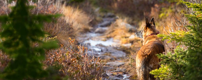 How to Train a German Shepherd Dog to Follow Trails How to Train a German Shepherd Dog to Follow Trails